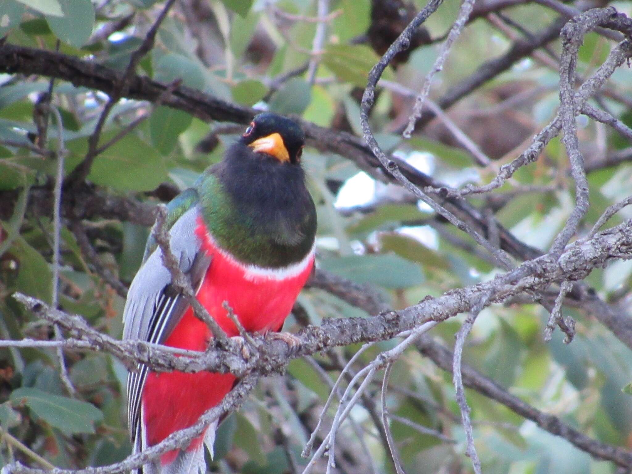 Imagem de Trogon elegans canescens Van Rossem 1934