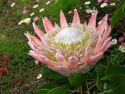 Imagem de Protea cynaroides (L.) L.