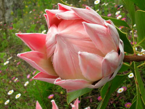 Imagem de Protea cynaroides (L.) L.