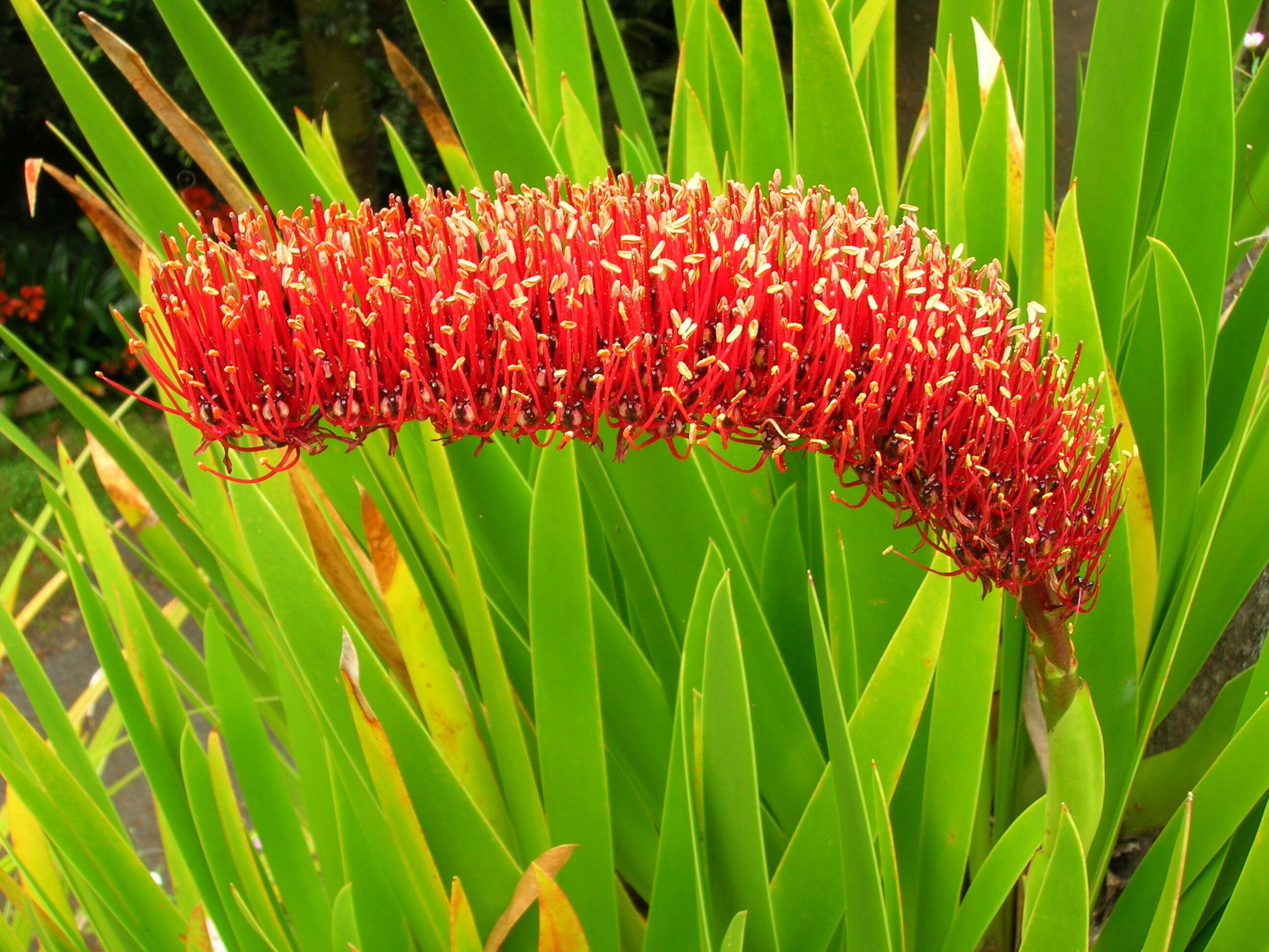 Image of Xeronemataceae