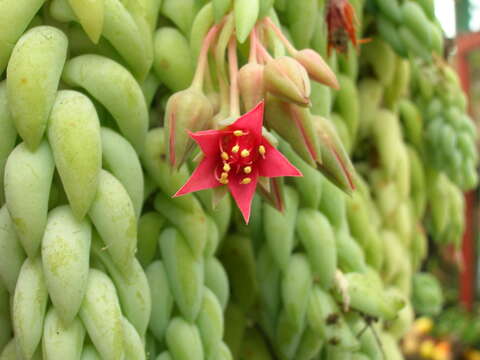 Image of Sedum morganianum Walther