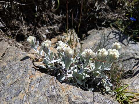 Anaphalis nepalensis (Spreng.) Hand.-Mazz.的圖片