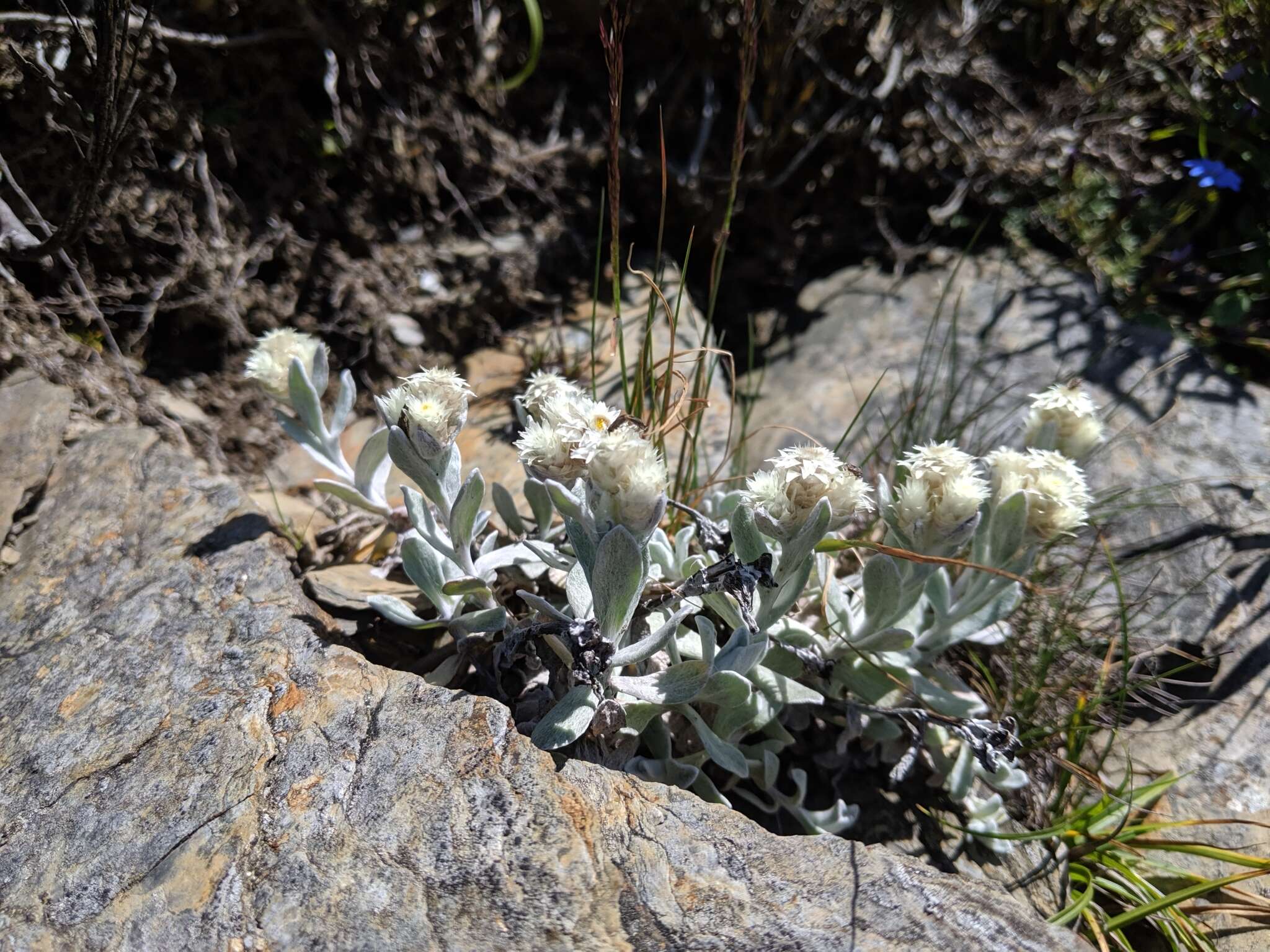 Plancia ëd Anaphalis nepalensis (Spreng.) Hand.-Mazz.