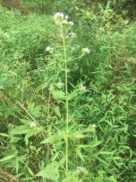 Image of pink thoroughwort