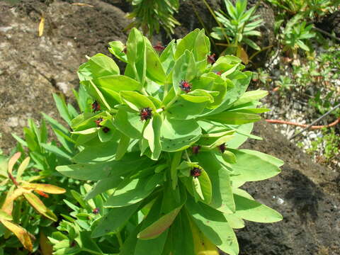 Imagem de Euphorbia glauca G. Forst.