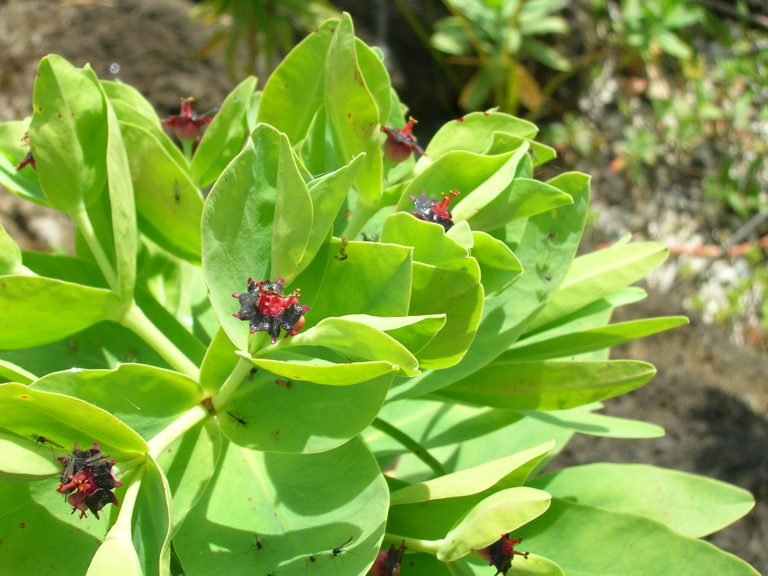 Imagem de Euphorbia glauca G. Forst.