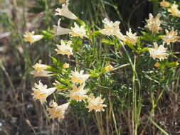 Image of Santa Lucia Mountain bush monkeyflower