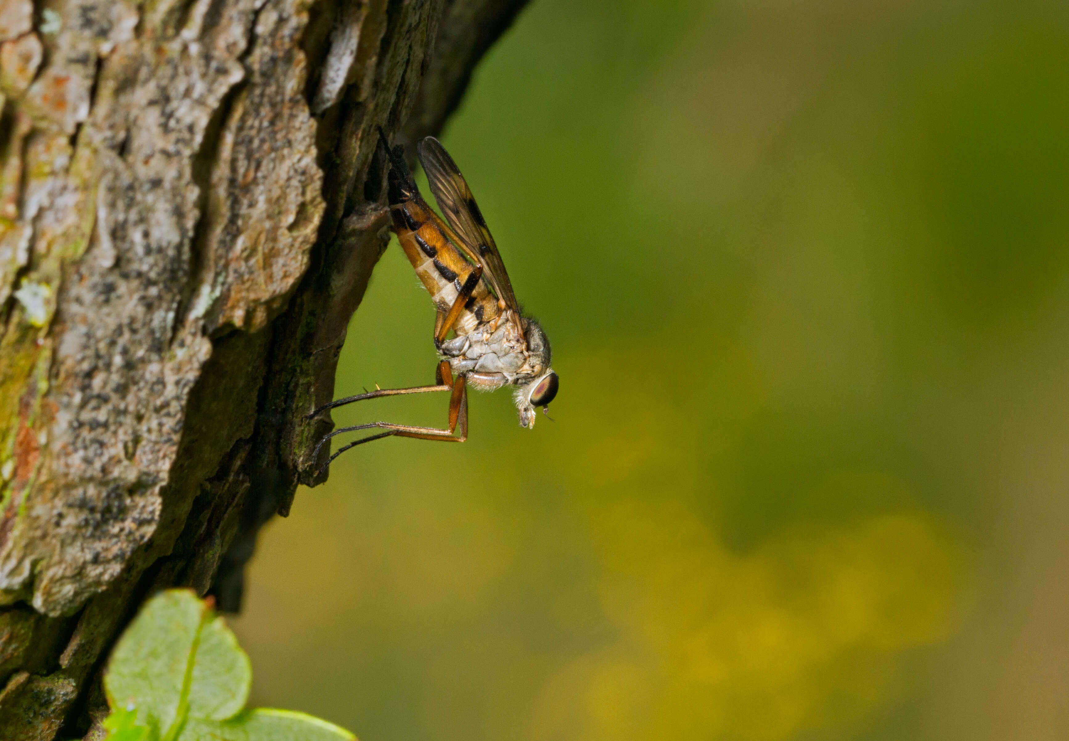 Imagem de Rhagio scolopaceus (Linnaeus 1758)