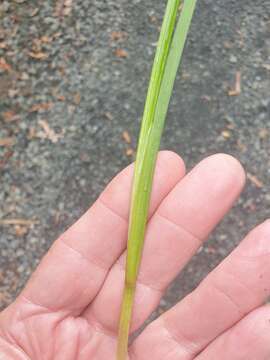 Juncus prismatocarpus R. Br. resmi