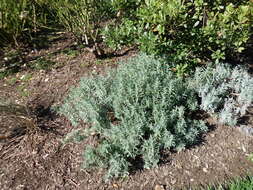 Слика од Lavandula angustifolia Mill.