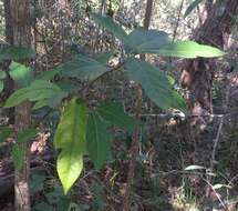 Image of Ficus fraseri Miq.