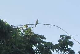 Image of Yellow-bellied Elaenia