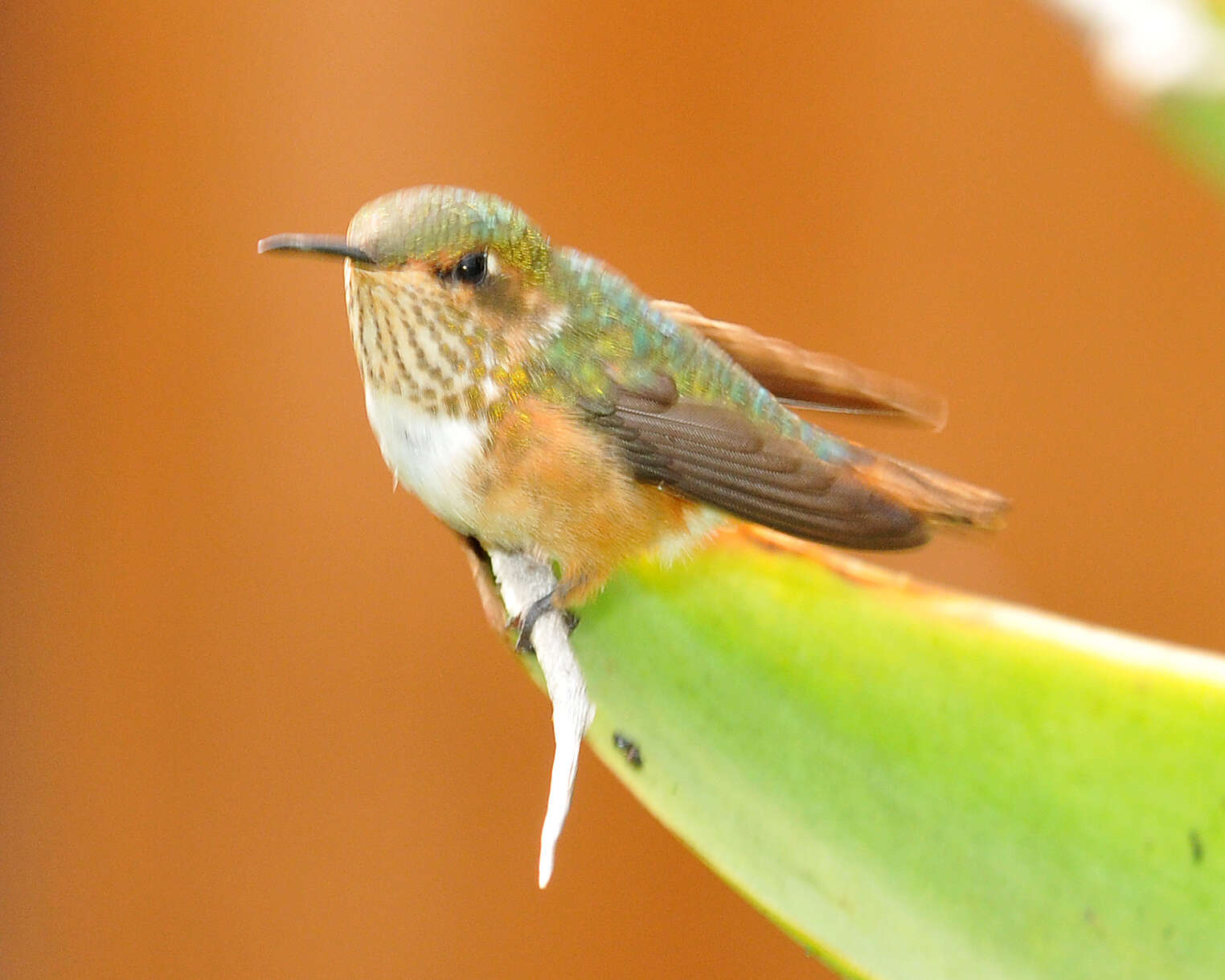 Image of Scintillant Hummingbird