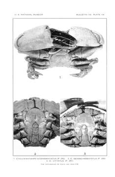 Image of ninetooth pebble crab