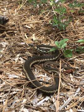 Image of Goldenhead Garter Snake