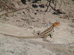 Ctenophorus pictus (Peters 1866) resmi