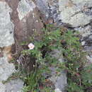 Plancia ëd Rosa gallica L.