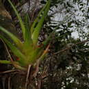 Image of Florida strap airplant