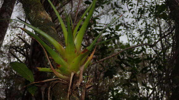 صورة Catopsis floribunda L. B. Sm.