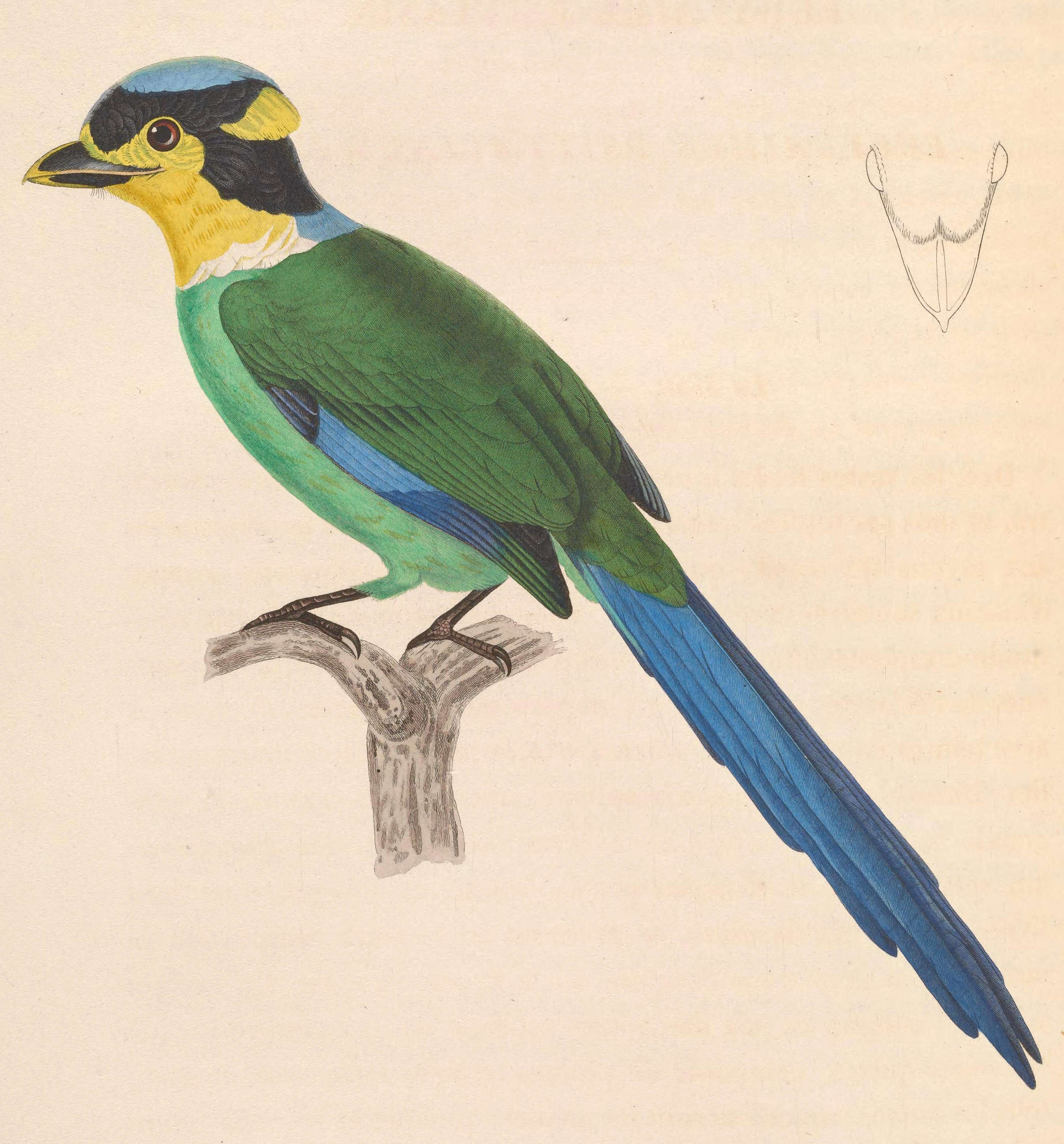 Image of broadbills