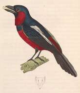 Image of broadbills