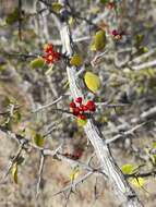 Image of Castela peninsularis Rose