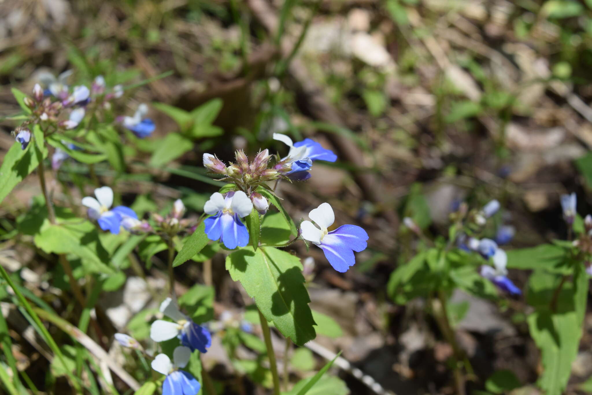 Image of spring blue eyed Mary