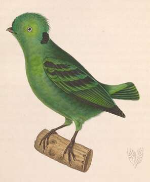 Image of broadbills