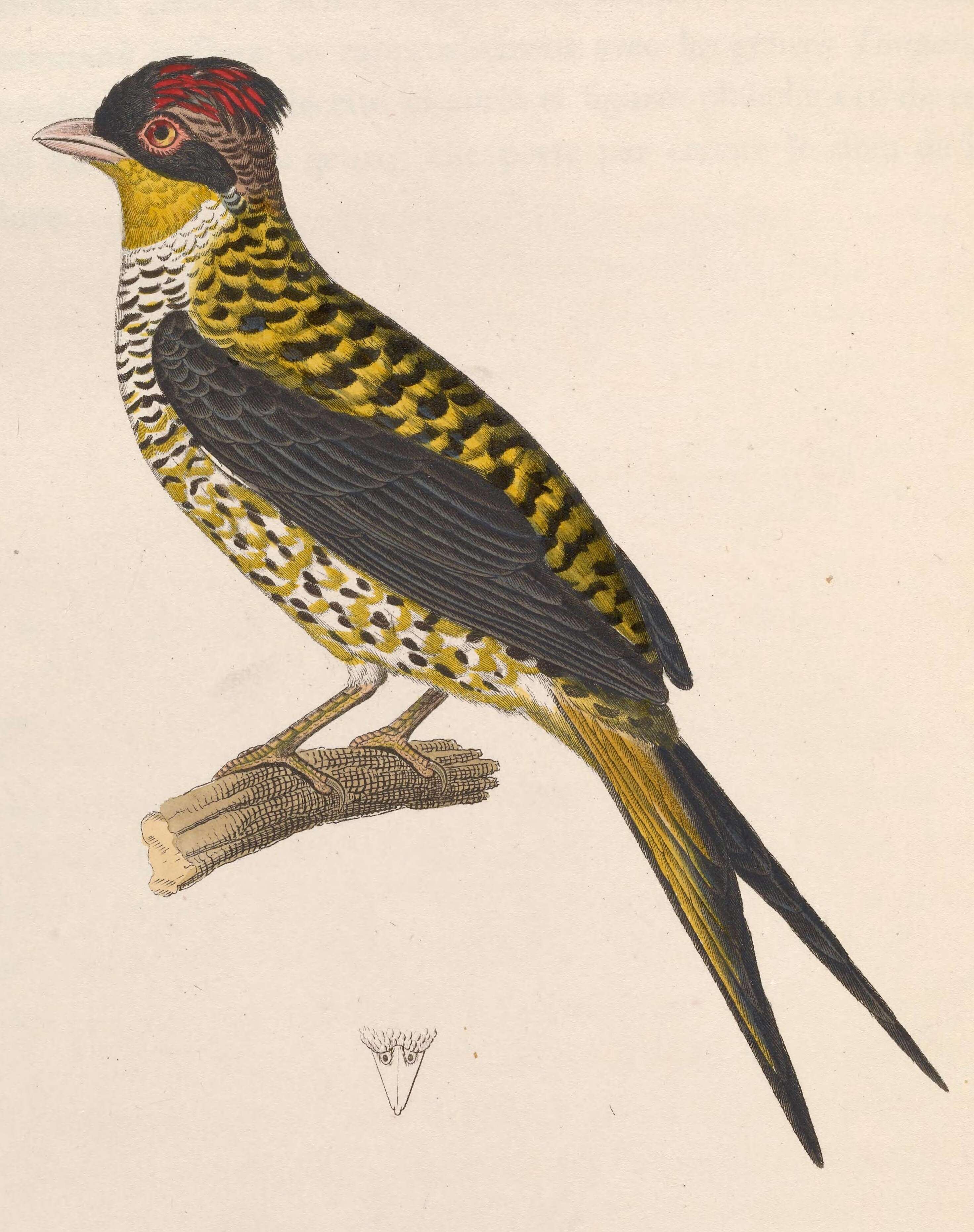 Image de Phibalura Vieillot 1816