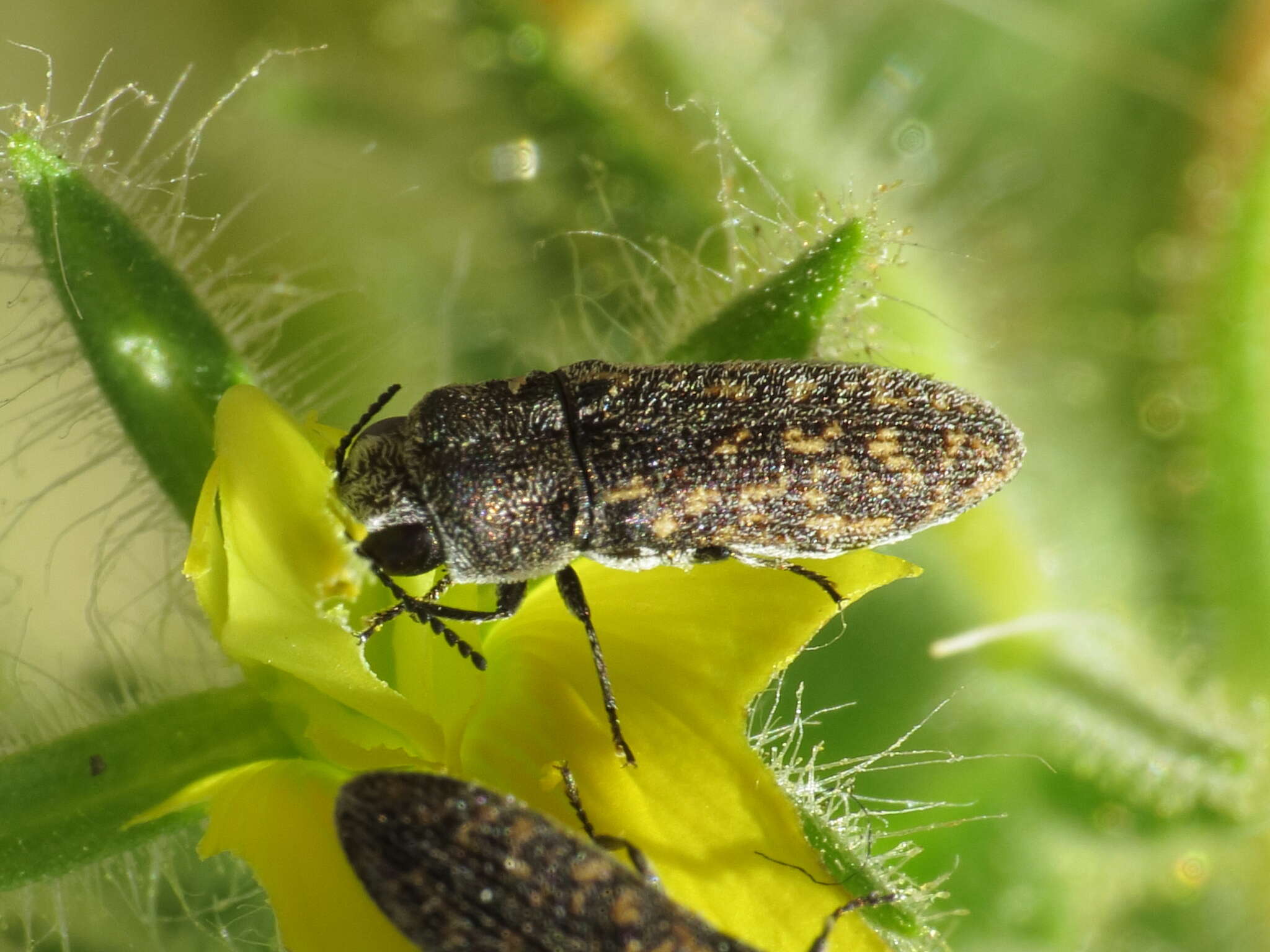 Image of Acmaeoderella adspersula (Illiger 1803)