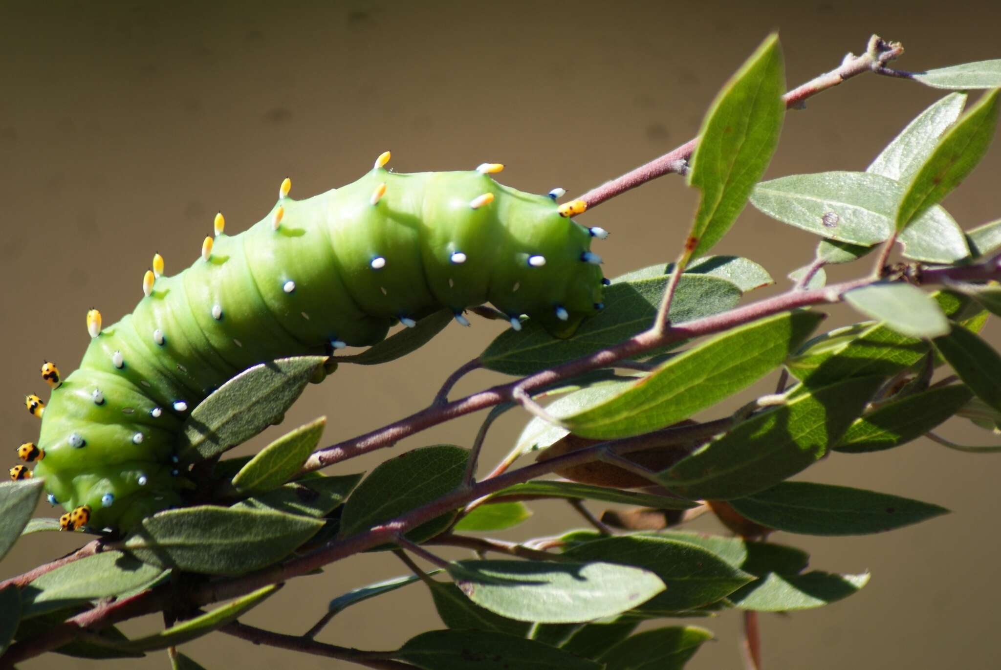Image of Hyalophora mexicana Nässig, Nogueira G. & Naumann 2014