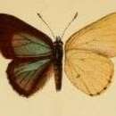 Image of Philiris agatha (Grose-Smith 1899)