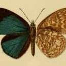 Image of Epitola albomaculata Bethune-Baker 1903