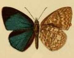 Imagem de Epitola albomaculata Bethune-Baker 1903