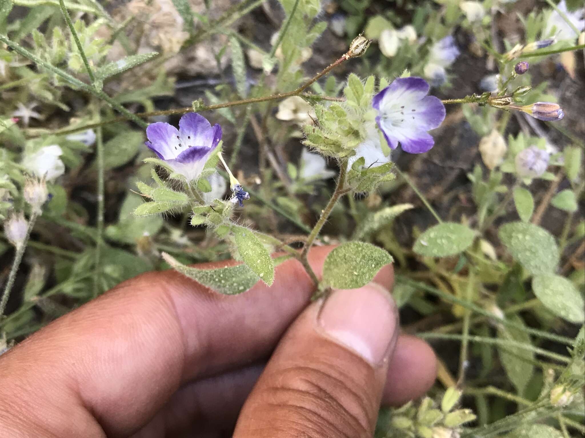 Phacelia davidsonii A. Gray resmi