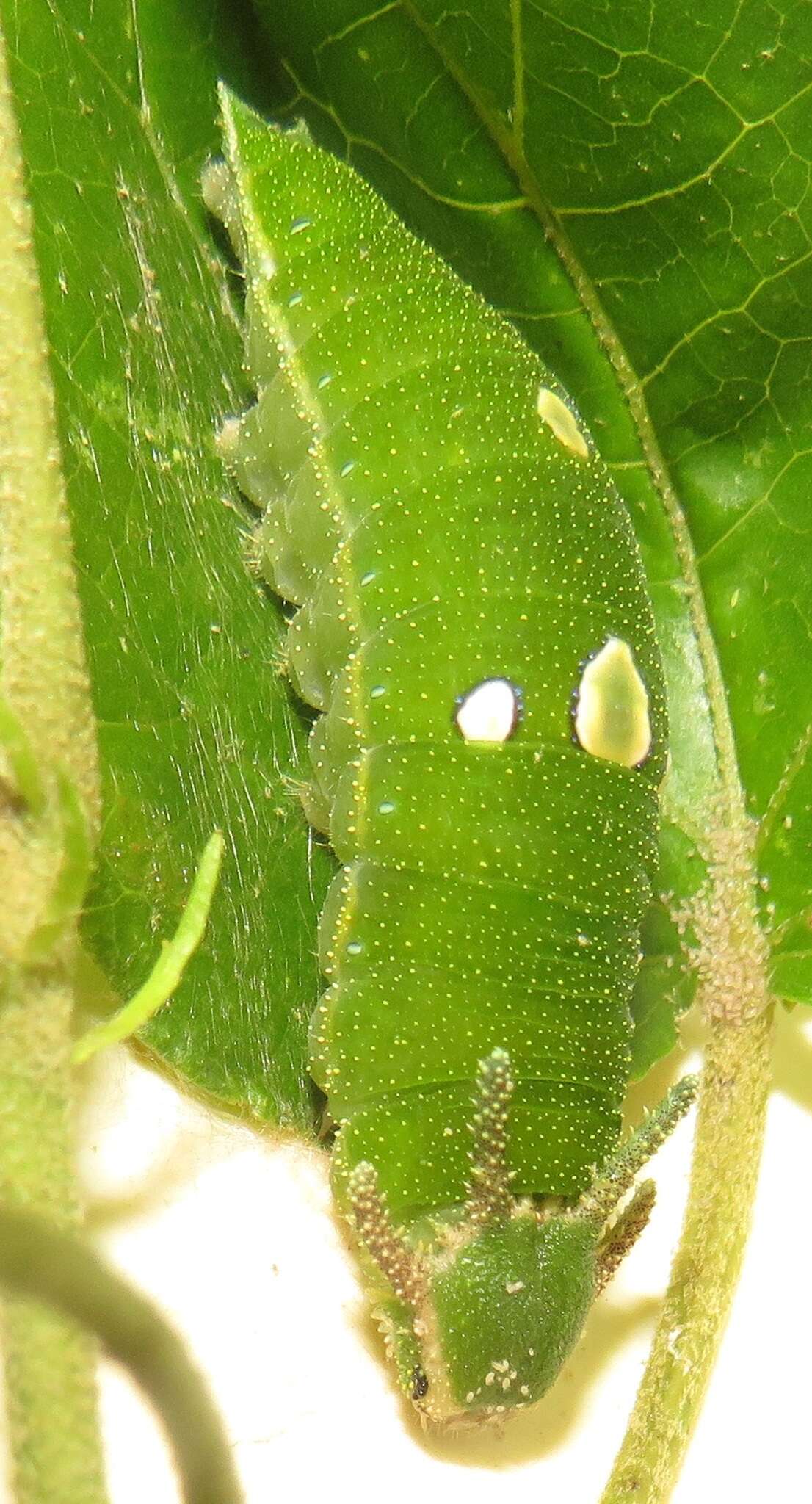 Image of Green-veined Charaxes