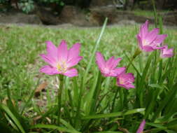 Zephyranthes rosea Lindl. resmi