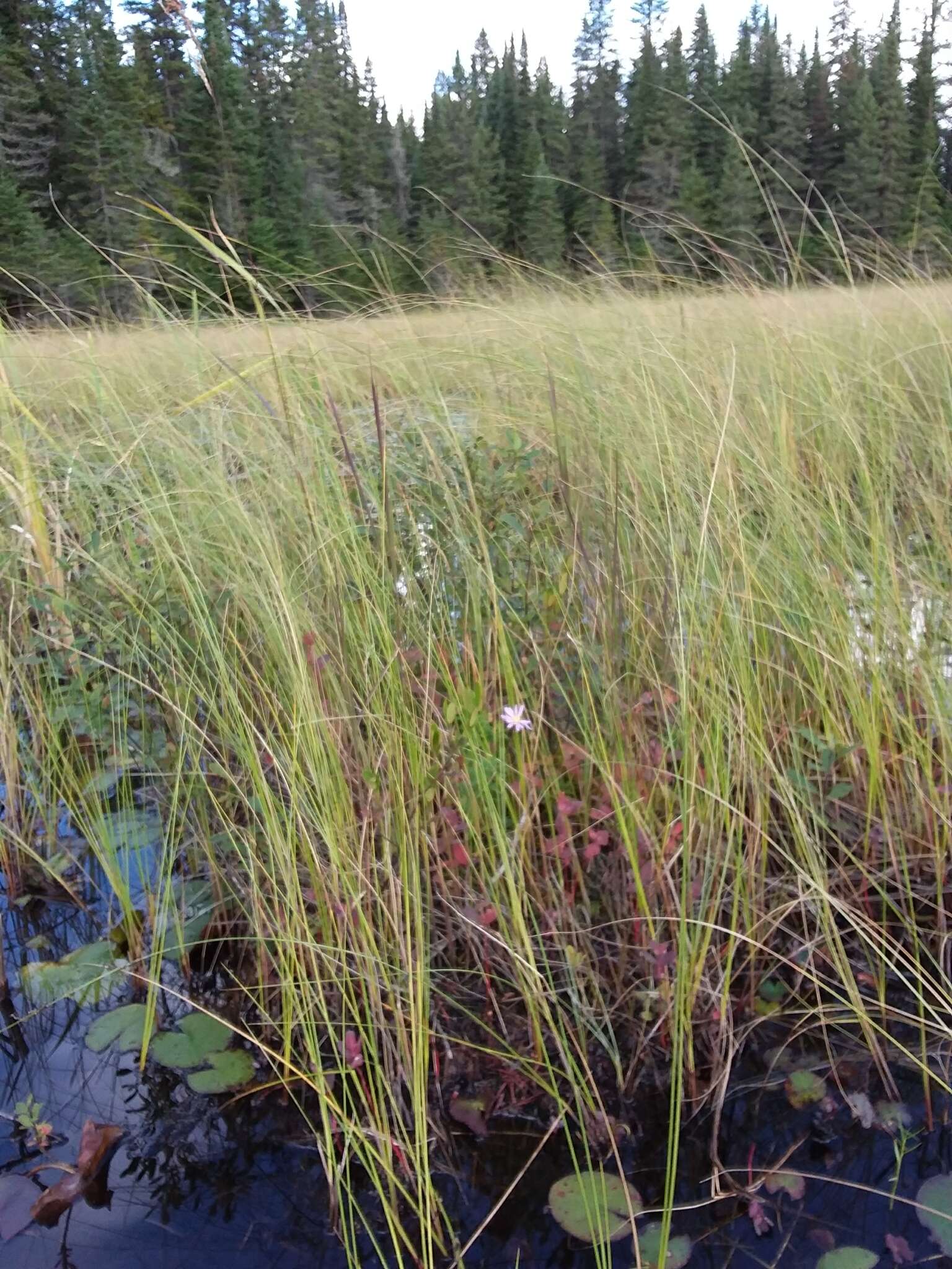 Image of bog aster