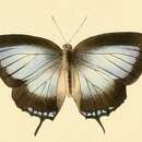 Image de Arhopala critala (C. Felder 1860)