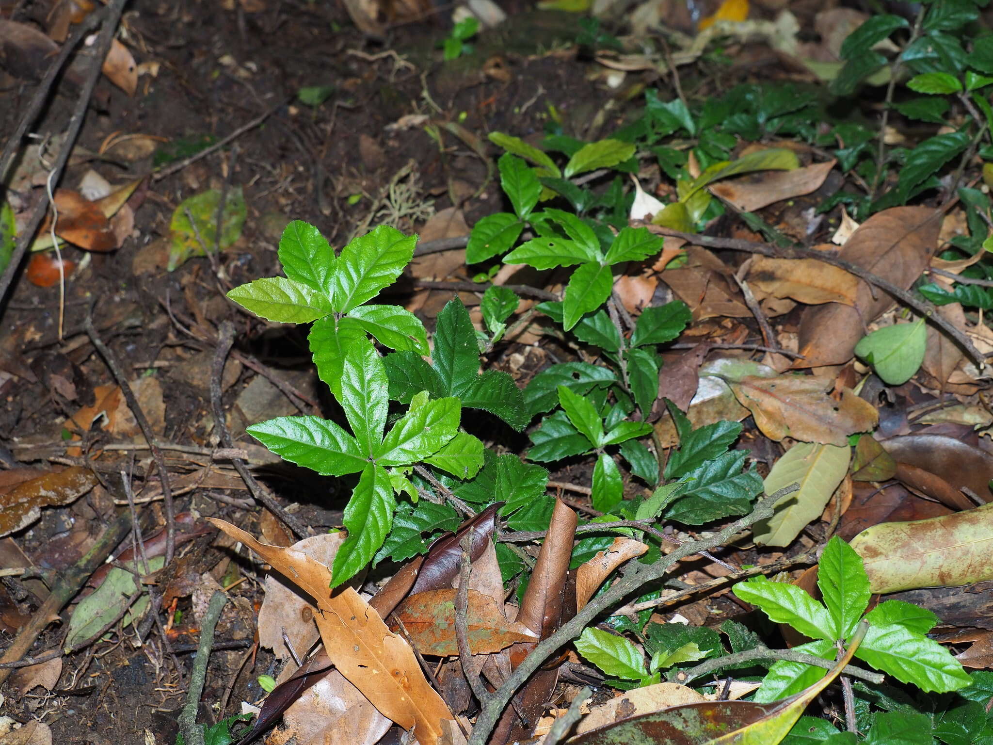 Image of Ardisia pusilla A. DC.