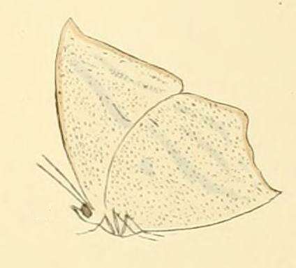 Image of Curetis bulis (Westwood (1851))