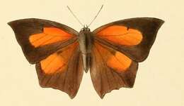 Image of Curetis bulis (Westwood (1851))