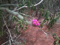 Image of Arrojadoa penicillata (Gürke) Britton & Rose