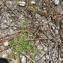 Image of Euphorbia deltoidea subsp. deltoidea