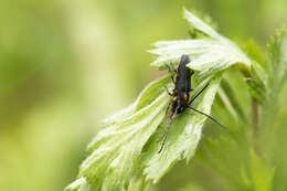 Слика од Phytoecia rufiventris Gautier 1870