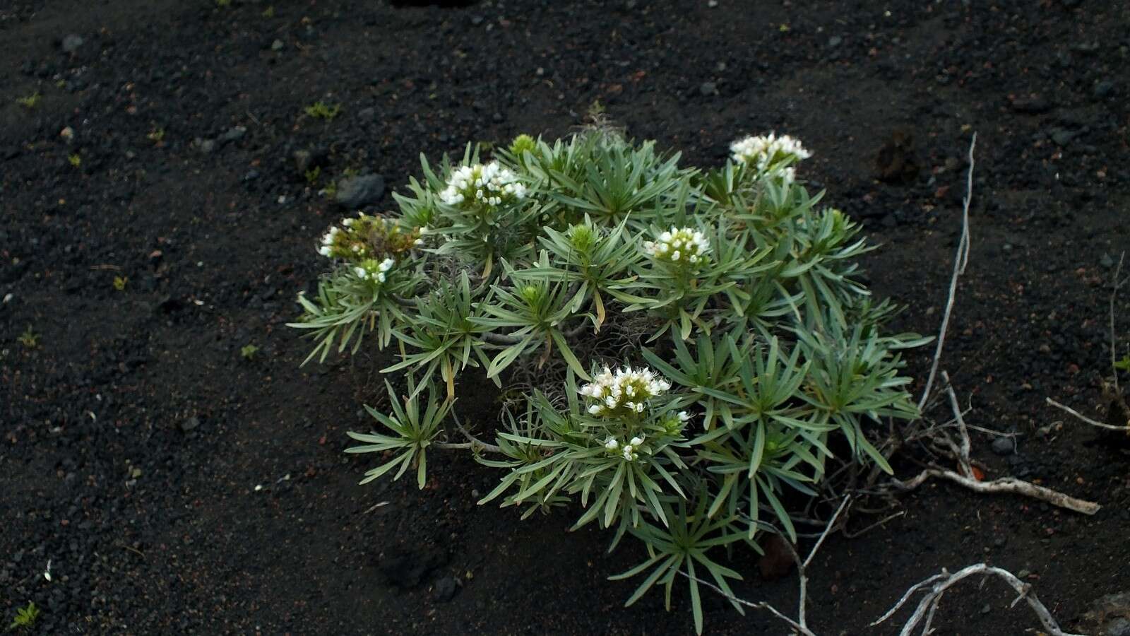 Image of Echium brevirame Sprague & Hutchinson