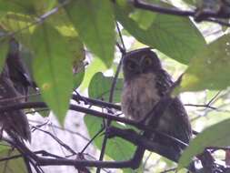 Image of Ochre-bellied Boobook