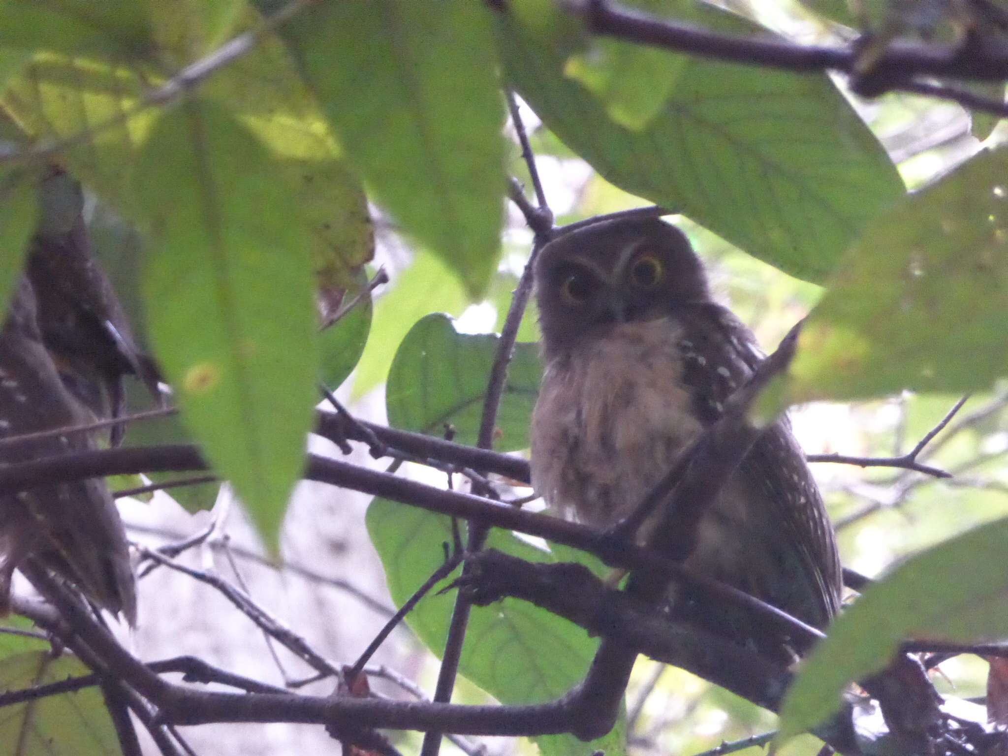 Image of Ochre-bellied Boobook