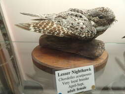 Image of Lesser Nighthawk