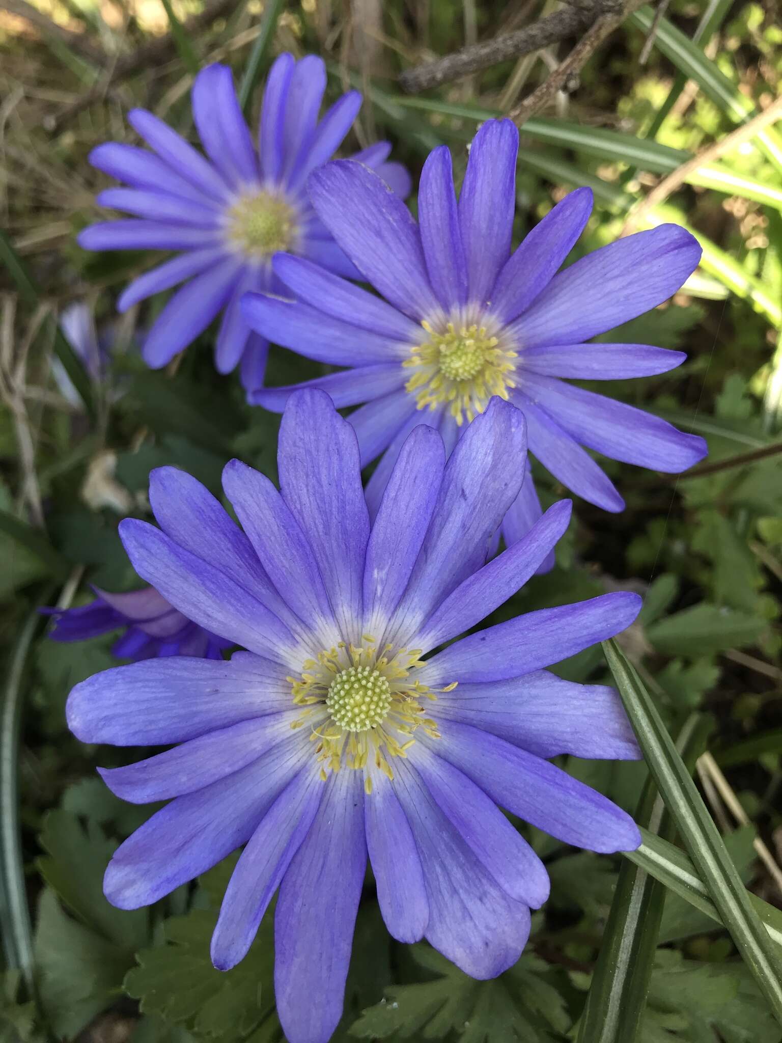 Image of blue anemone